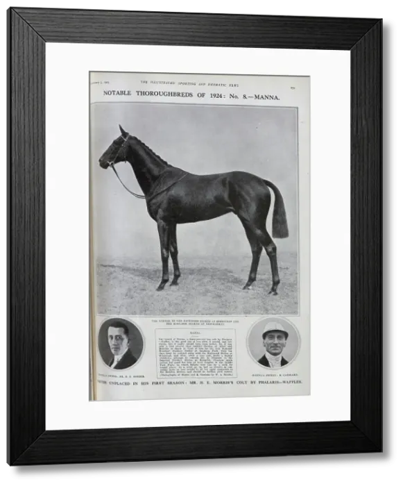 Framed Print : Manna, a Racehorse Framed Print : Manna, a Racehorse