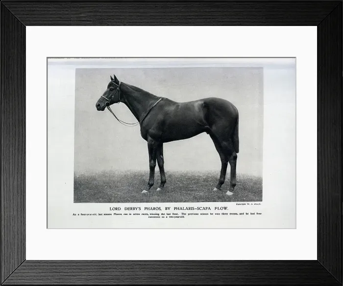 Framed Print : Pharos, the Racehorse Framed Print : Pharos, the Racehorse