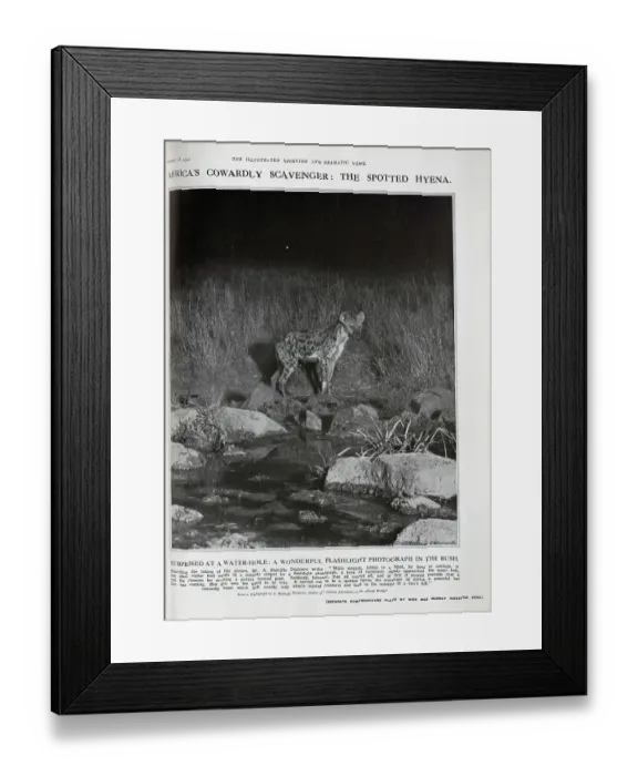 Framed Print : Spotted Hyena Framed Print : Spotted Hyena