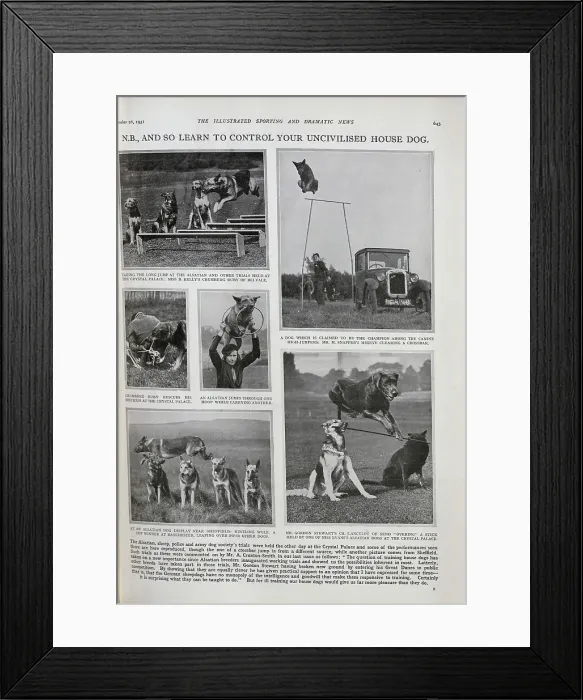 Framed Print : Dog Trials Framed Print : Dog Trials