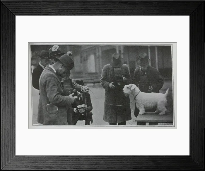 Framed Print : Delf Defiance, Show Dog Framed Print : Delf Defiance, Show Dog
