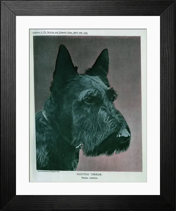 Framed Print : Scottish Terrier Framed Print : Scottish Terrier