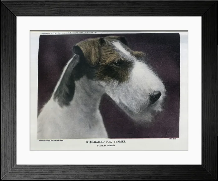 Framed Print : Wire-Haired Fox Terrier Framed Print : Wire-Haired Fox Terrier