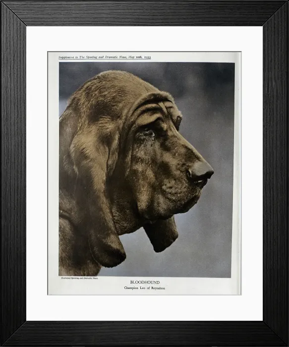 Framed Print : Bloodhound Framed Print : Bloodhound