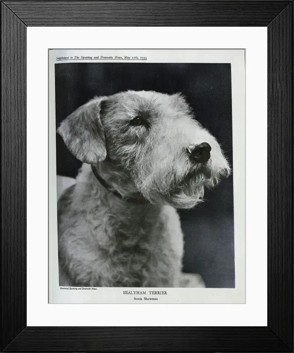 Framed Print : Sealyham Terrier Framed Print : Sealyham Terrier