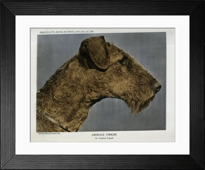 Framed Print : Airedale Terrier Framed Print : Airedale Terrier
