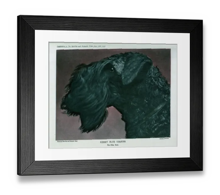 Framed Print : Kerry Blue Terrier Framed Print : Kerry Blue Terrier