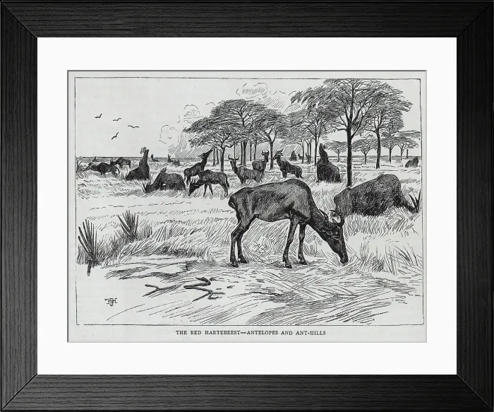 Framed Print : A Herd of Red Hartebeest, Mount Kilamanjaro Framed Print : A Herd of Red Hartebeest, Mount Kilamanjaro