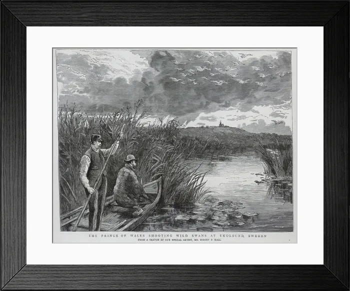 Framed Print : The Prince of Wales Shooting Swans, Sweden Framed Print : The Prince of Wales Shooting Swans, Sweden