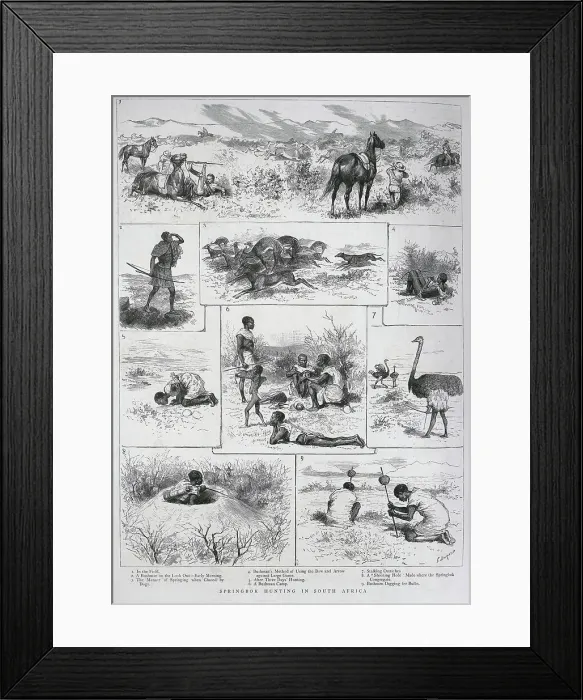 Framed Print : Springbok Hunting, South Africa Framed Print : Springbok Hunting, South Africa