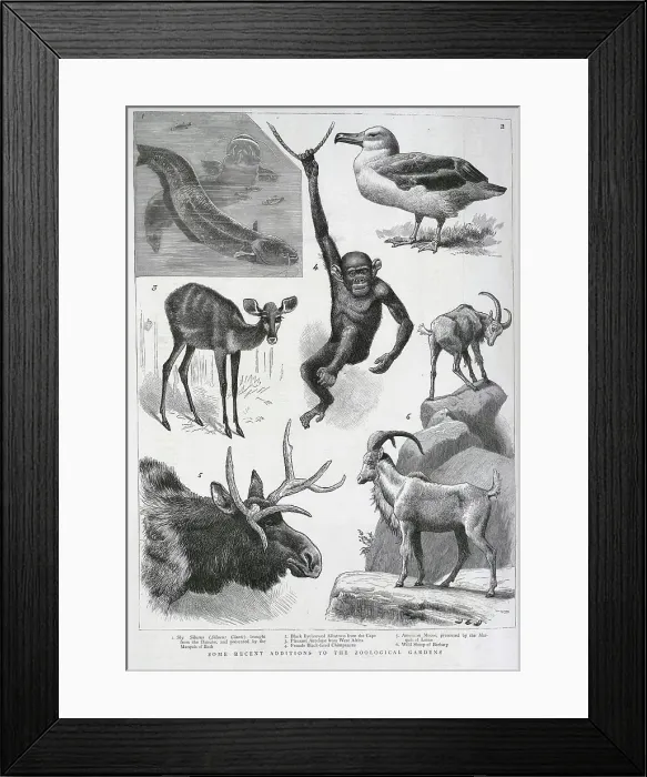 Framed Print : New Additions to Zoological Gardens, London Framed Print : New Additions to Zoological Gardens, London