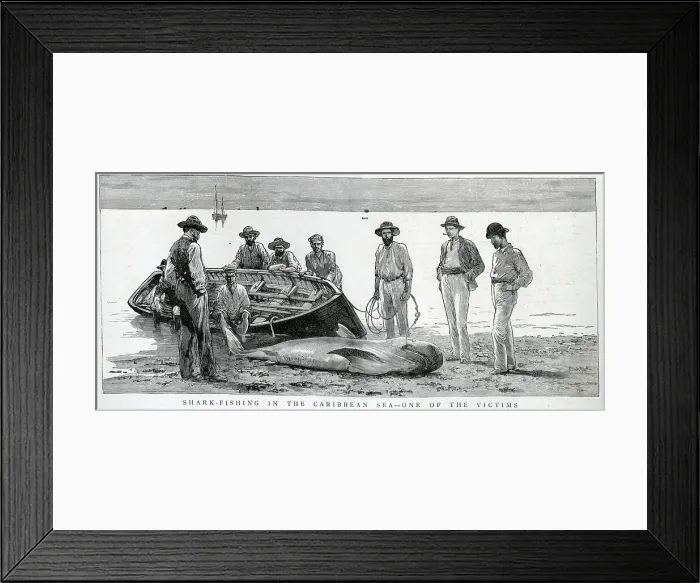 Framed Print : Shark Fishing in the Caribbean Framed Print : Shark Fishing in the Caribbean