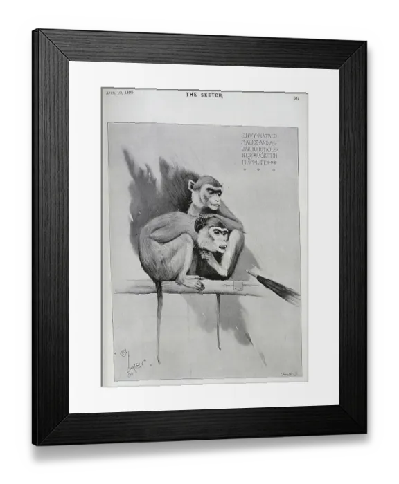 Framed Print : Illustration of monkeys, pointed by an umbrella, Cecil Aldin Framed Print : Illustration of monkeys, pointed by an umbrella, Cecil Aldin