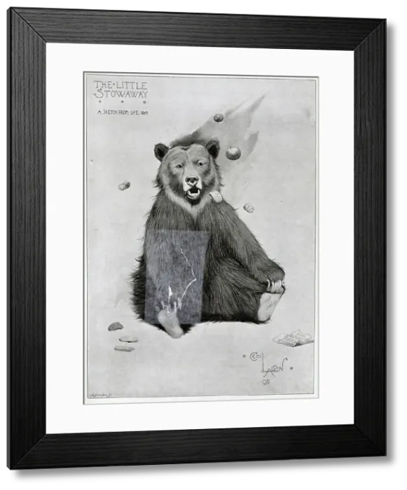 Framed Print : Bear, The Little Stowaway, illustration by Cecil Aldin Framed Print : Bear, The Little Stowaway, illustration by Cecil Aldin