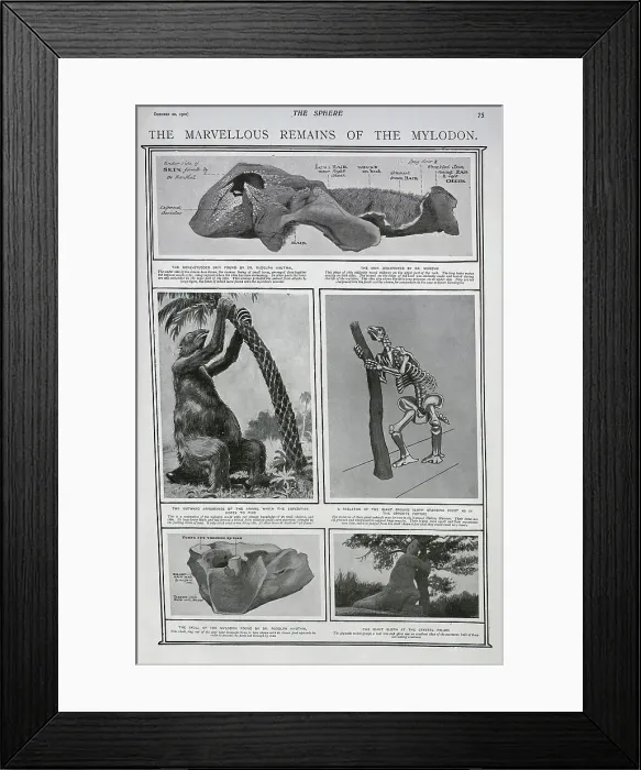 Framed Print : The remains of the animal the Mylodon Framed Print : The remains of the animal the Mylodon