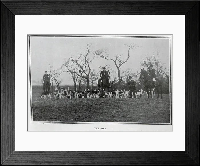 Framed Print : The pack at the Quorn Hunt Framed Print : The pack at the Quorn Hunt
