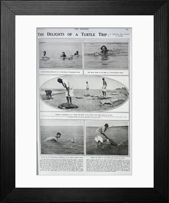 Framed Print : Turtle racing in Australia Framed Print : Turtle racing in Australia