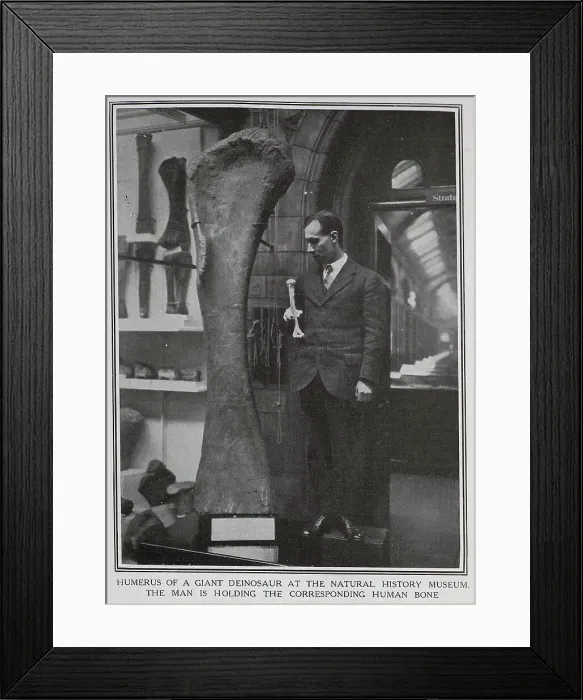 Framed Print : Humorous bone of Dinosaur Framed Print : Humorous bone of Dinosaur