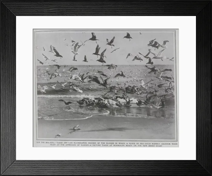 Framed Print : Seagulls, New Jersey coast Framed Print : Seagulls, New Jersey coast