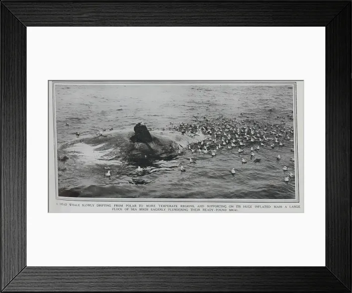 Framed Print : Dead Whale + sea birds Framed Print : Dead Whale + sea birds