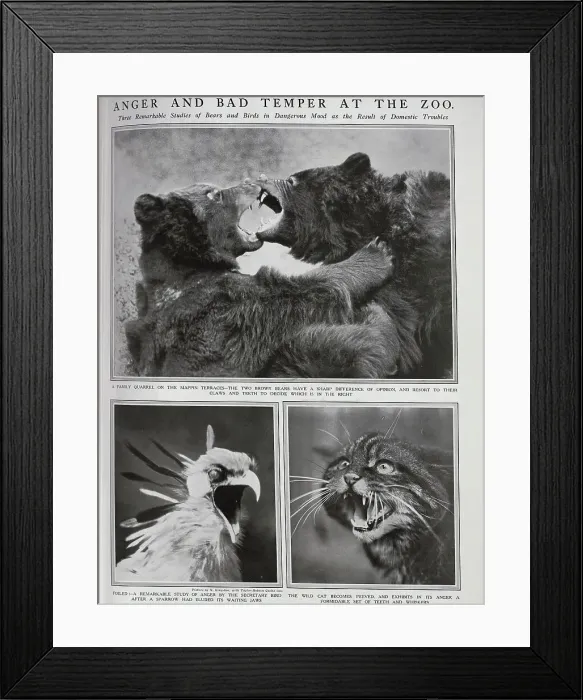 Framed Print : Animals at the Zoo Framed Print : Animals at the Zoo