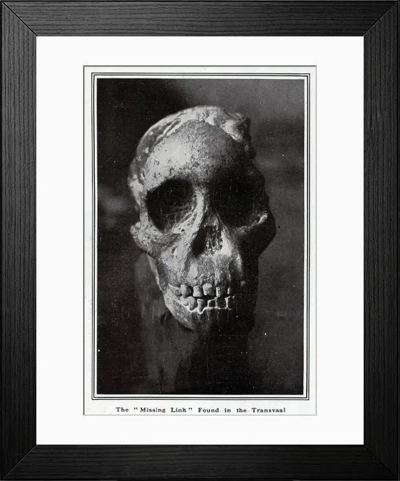 Framed Print : Missing Link Skull Framed Print : Missing Link Skull