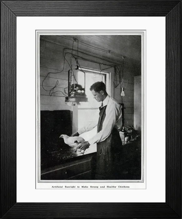 Framed Print : Artificial light making strong; chickens Framed Print : Artificial light making strong; chickens