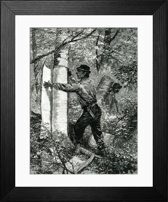 Framed Print : Native American taking tree bark for canoe making Framed Print : Native American taking tree bark for canoe making