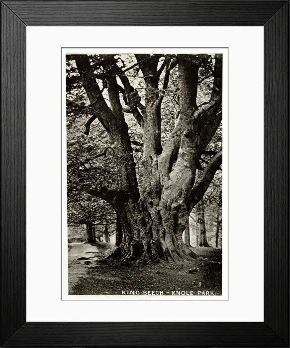 Framed Print : King Beech Tree, Knole Park, Kent Framed Print : King Beech Tree, Knole Park, Kent