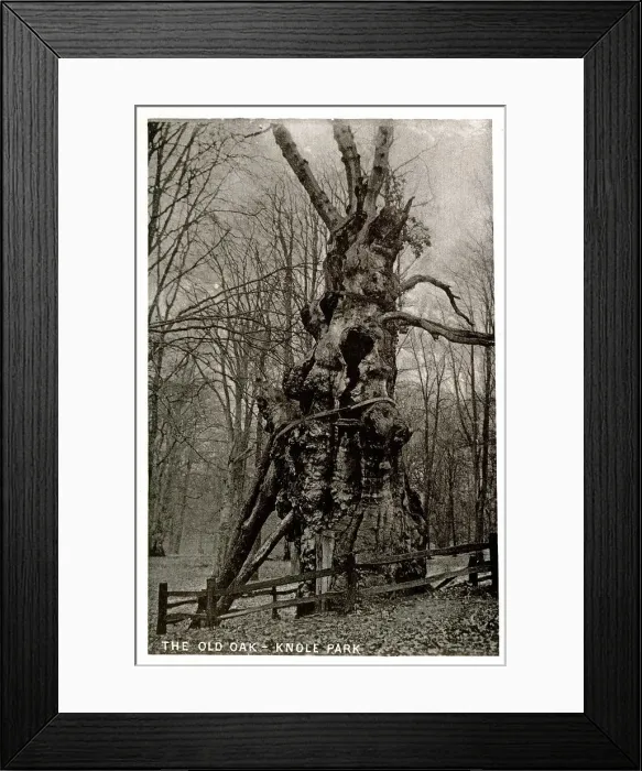 Framed Print : The Old Oak Tree, Knole Park, Kent Framed Print : The Old Oak Tree, Knole Park, Kent