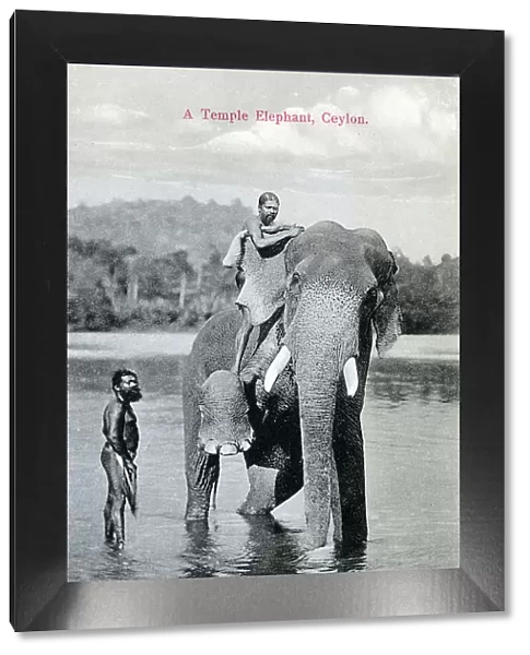 A Temple Elephant, Sri Lanka