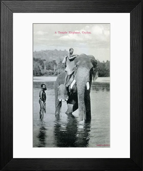 Framed Print : A Temple Elephant, Sri Lanka Framed Print : A Temple Elephant, Sri Lanka