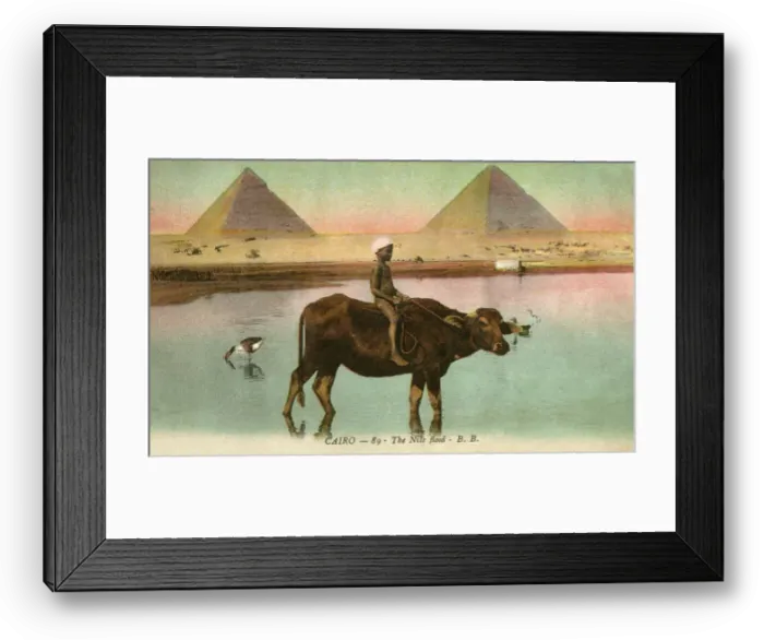 Framed Print : Young boy riding on ox along the edge of the Nile flood Framed Print : Young boy riding on ox along the edge of the Nile flood