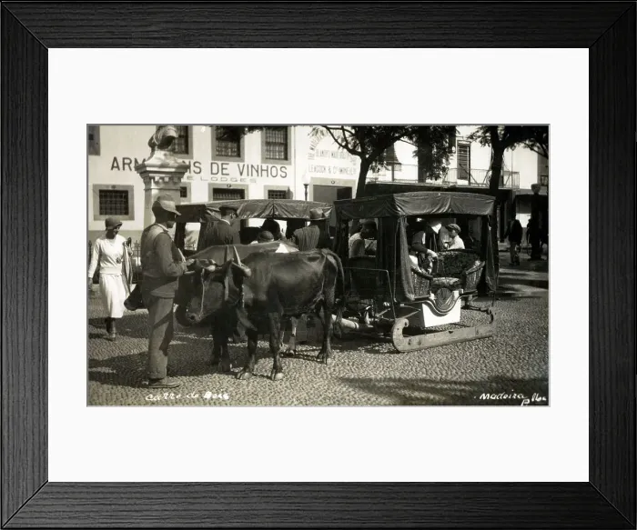 Framed Print : Madeira, Funchal - Oxen carriage Framed Print : Madeira, Funchal - Oxen carriage