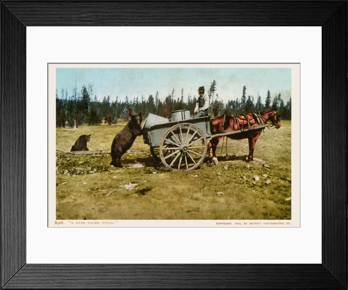 Framed Print : A bare-faced steal Framed Print : A bare-faced steal