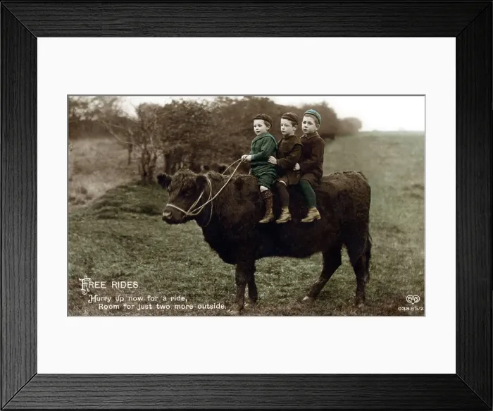 Framed Print : Three little boys go for a ride on the back of a bullock Framed Print : Three little boys go for a ride on the back of a bullock