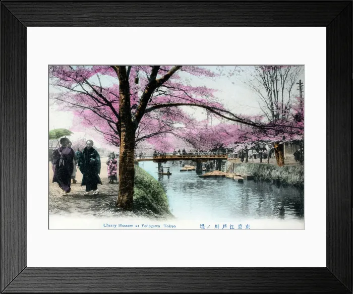 Framed Print : Cherry Blossom at Edogawa-ku, Tokyo, Japan Framed Print : Cherry Blossom at Edogawa-ku, Tokyo, Japan