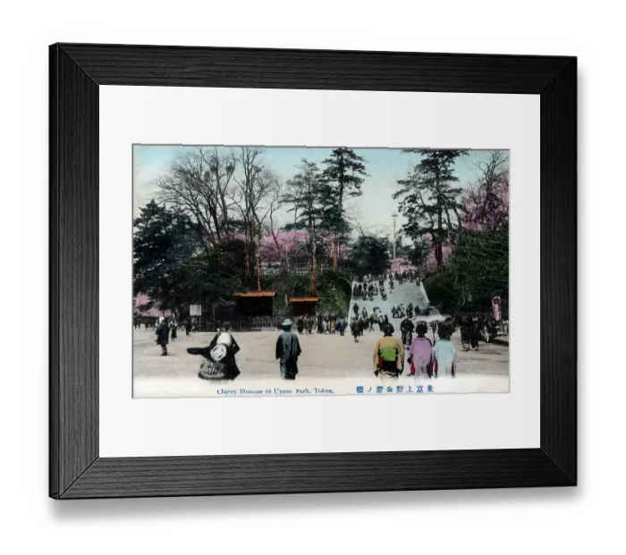 Framed Print : Japan - Cherry Blossom at Ueno Park, Taito, Tokyo Framed Print : Japan - Cherry Blossom at Ueno Park, Taito, Tokyo