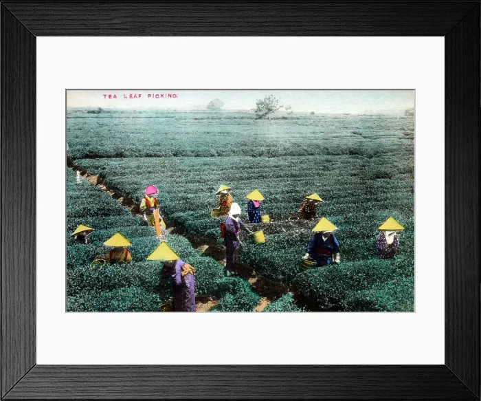 Framed Print : Picking Tea - Japan Framed Print : Picking Tea - Japan