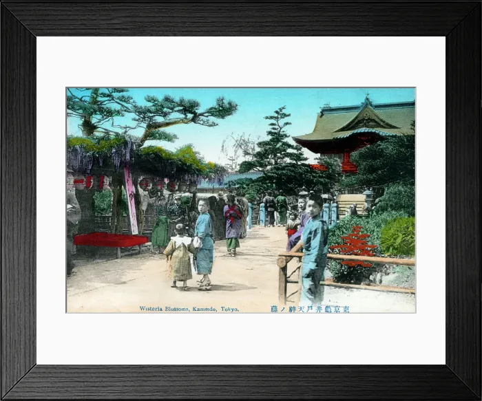 Framed Print : Wisteria Blossom - Kameido Tenjin Shrine, Tokyo, Japan Framed Print : Wisteria Blossom - Kameido Tenjin Shrine, Tokyo, Japan