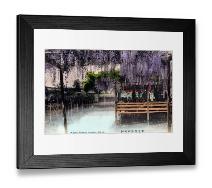 Framed Print : Wisteria Blossom - Kameido Tenjin Shrine, Tokyo, Japan Framed Print : Wisteria Blossom - Kameido Tenjin Shrine, Tokyo, Japan
