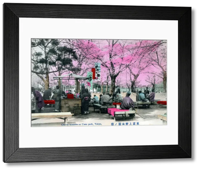 Framed Print : Cherry Blossoms at Ueno Park, Tokyo Framed Print : Cherry Blossoms at Ueno Park, Tokyo