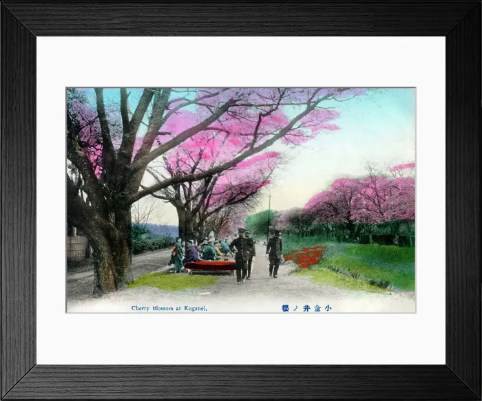 Framed Print : Japan - Cherry Blossom at Koganei Framed Print : Japan - Cherry Blossom at Koganei