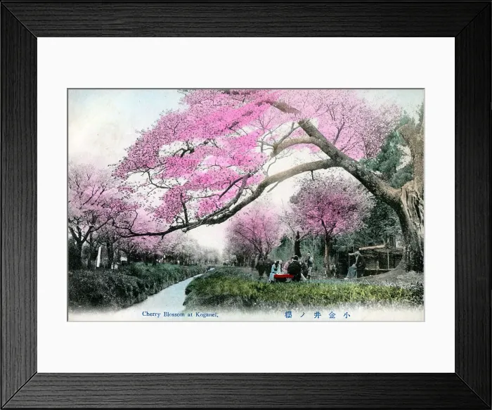Framed Print : Cherry Blossom at Koganei Park, Tokyo, Japan Framed Print : Cherry Blossom at Koganei Park, Tokyo, Japan