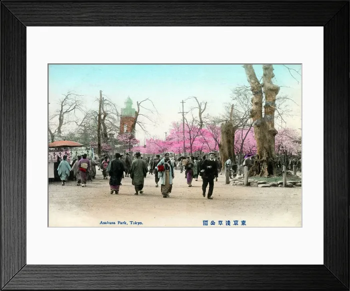Framed Print : Cherry Blossom at Asakusa Park, Tokyo, Japan Framed Print : Cherry Blossom at Asakusa Park, Tokyo, Japan