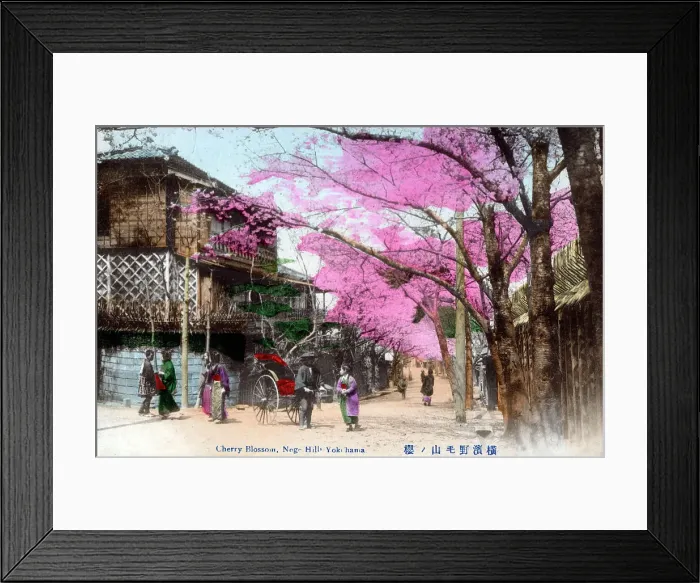 Framed Print : Cherry Blossom, Noge Hill, Nogeyama Park, Yokohama Framed Print : Cherry Blossom, Noge Hill, Nogeyama Park, Yokohama