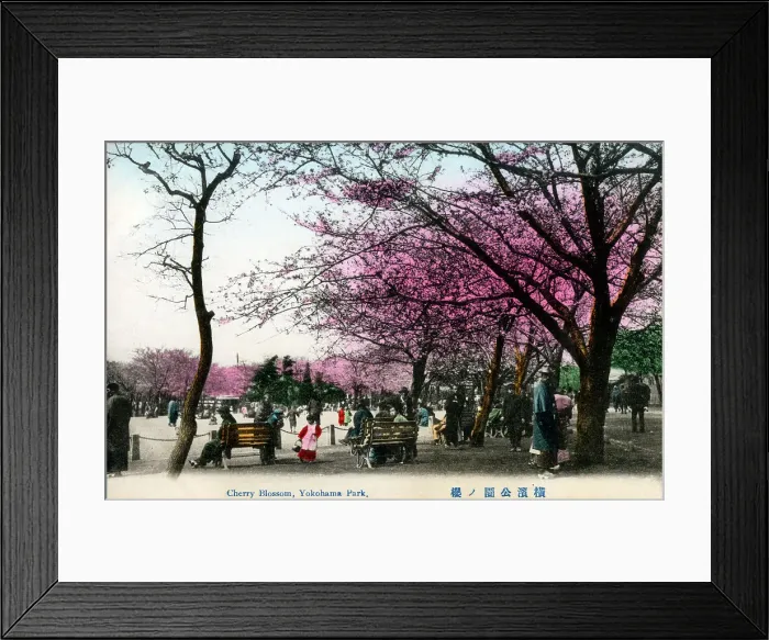 Framed Print : Japan - Yokohama Park - Cherry Blossom Framed Print : Japan - Yokohama Park - Cherry Blossom