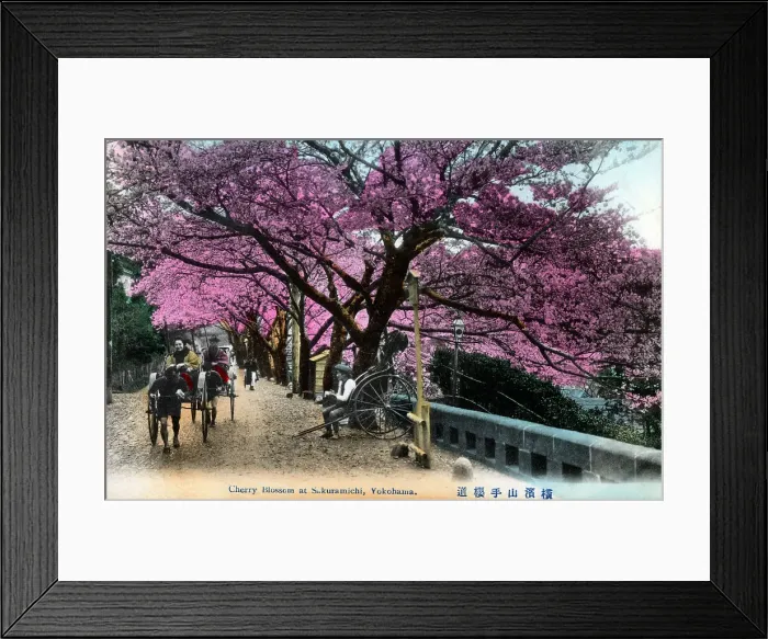 Framed Print : Japan - Cherry Blossom at Sakura-michi, Yokohama Framed Print : Japan - Cherry Blossom at Sakura-michi, Yokohama