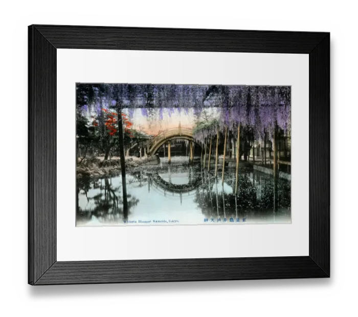 Framed Print : Wisteria Blossom at Kameido, Tokyo, Japan Framed Print : Wisteria Blossom at Kameido, Tokyo, Japan