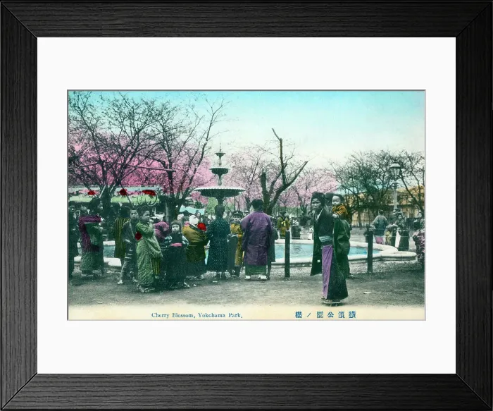 Framed Print : Cherry Blossom, Yokohama Park, Japan Framed Print : Cherry Blossom, Yokohama Park, Japan